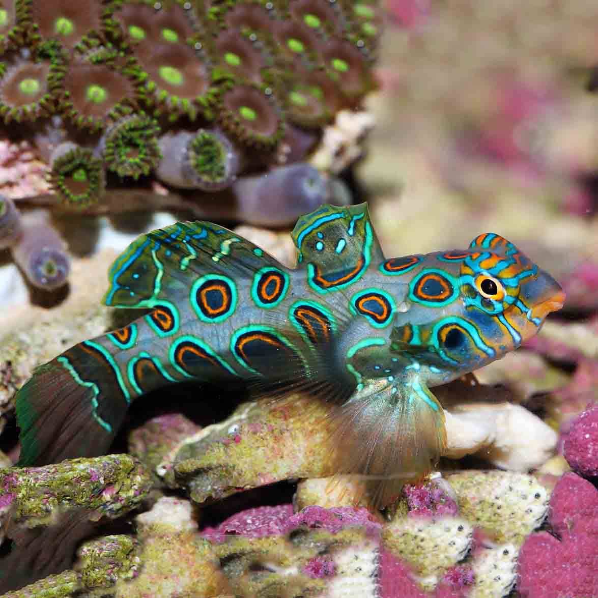 spotted mandarin dragonet - synchiropus picturatus - cradle coast pet & aquarium