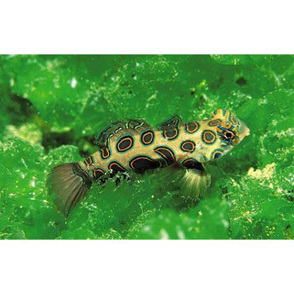 Dragonet | Spotted Mandarin Dragonet - Synchiropus picturatus | Cradle Coast Pet & Aquarium