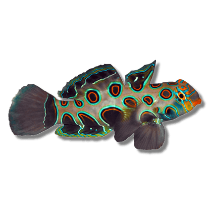 Dragonet | Spotted Mandarin Dragonet - Synchiropus picturatus | Cradle Coast Pet & Aquarium