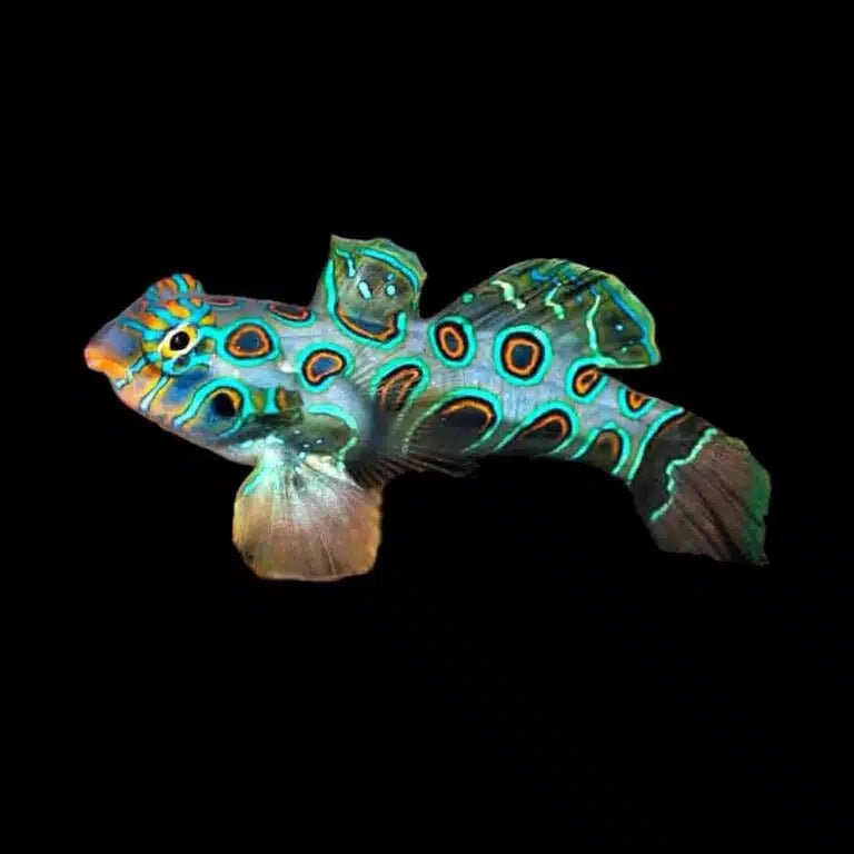 Dragonet | Spotted Mandarin Dragonet - Synchiropus picturatus | Cradle Coast Pet & Aquarium