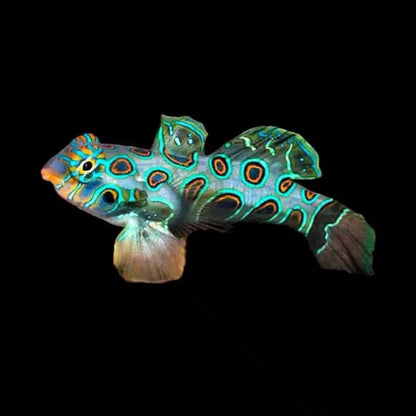 Dragonet | Spotted Mandarin Dragonet - Synchiropus picturatus | Cradle Coast Pet & Aquarium