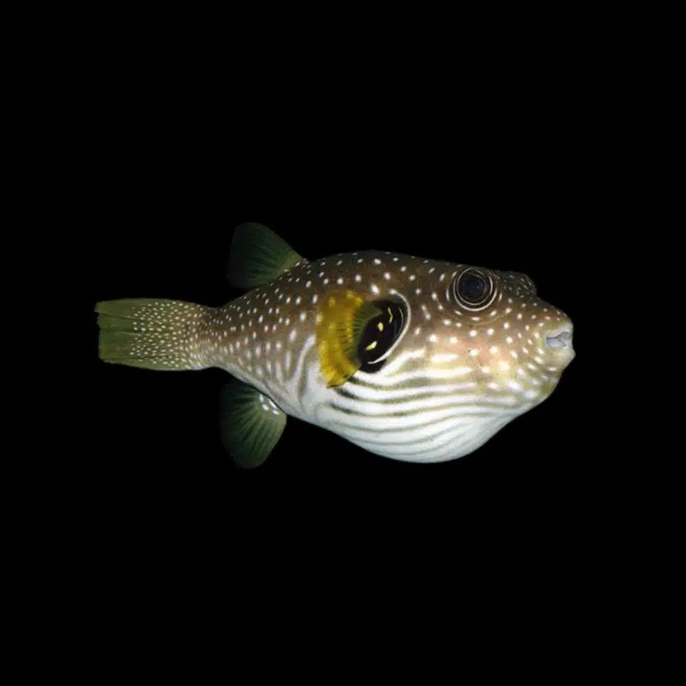 stars & stripes pufferfish - arothron hispidus - cradle coast pet & aquarium