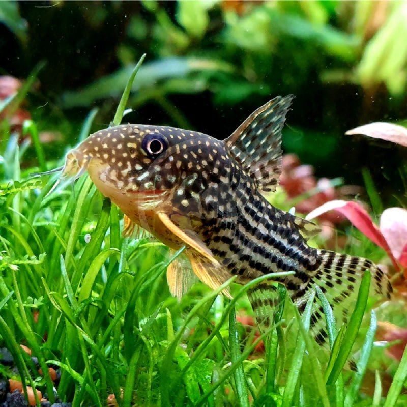 Catfish | Sterbai Cory - Corydoras sterbai | Cradle Coast Pet & Aquarium