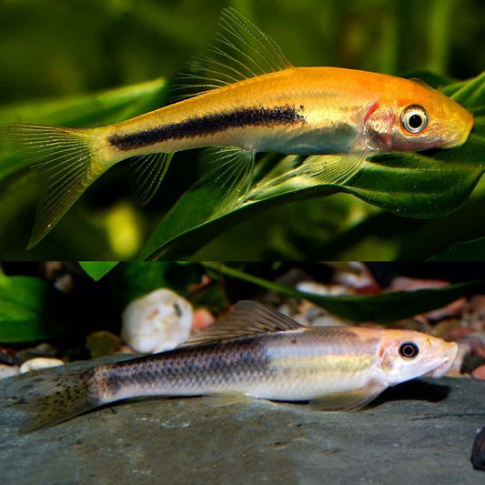 Catfish | Sucking Catfish - Gyrinocheilus aymonieri | Cradle Coast Pet & Aquarium