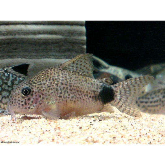 Catfish | Tail Spot Corydora - Corydoras caudimaculatus | Cradle Coast Pet & Aquarium