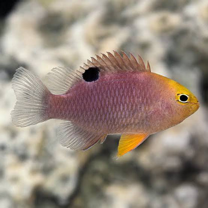 Live Fish|Talbots Damselfish - Chrysiptera talboti|Cradle Coast Pet & Aquarium