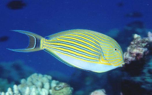 Live Fish|Tang Clown Lined Surgeonfish - Acanthurus lineatus|Cradle Coast Pet & Aquarium