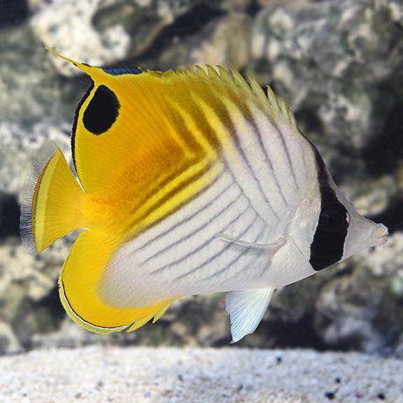 threadfin butterflyfish - chaetodon auriga - cradle coast pet & aquarium