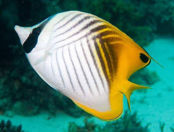 threadfin butterflyfish - chaetodon auriga - cradle coast pet & aquarium