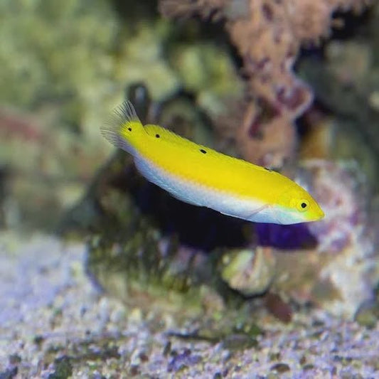Live Fish|Three Spot Wrasse - Halichoeres trimaculatus|Cradle Coast Pet & Aquarium