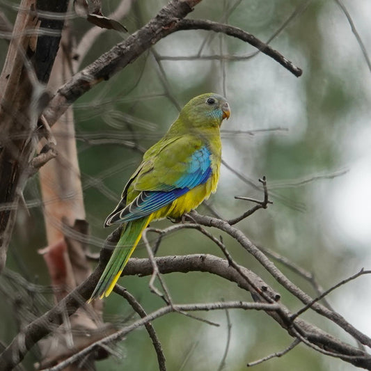 Live Birds|Turquoise Parrot - Neophema pulchella|Cradle Coast Pet & Aquarium