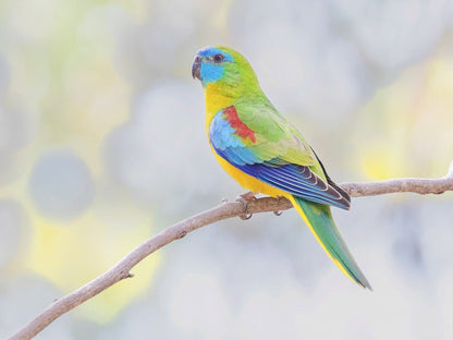 Live Birds|Turquoise Parrot - Neophema pulchella|Cradle Coast Pet & Aquarium