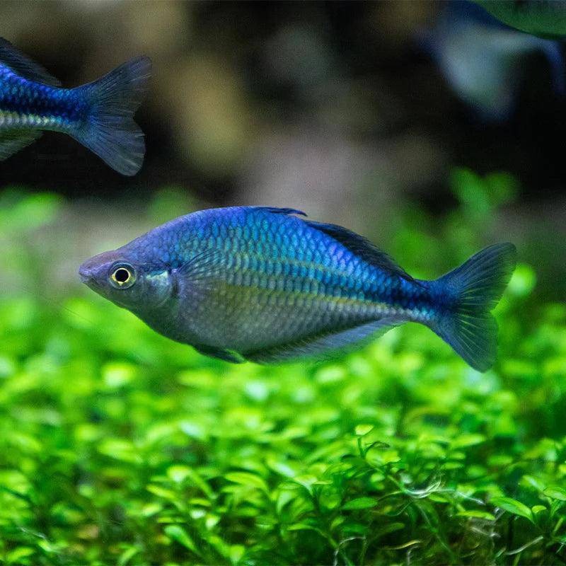 turquoise rainbow fish - melanotaenia lucustris - cradle coast pet & aquarium