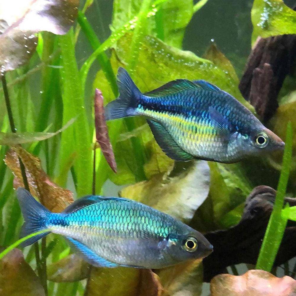 turquoise rainbow fish - melanotaenia lucustris - cradle coast pet & aquarium