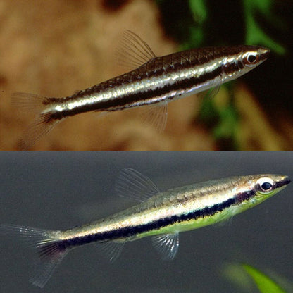 Freshwater Fish | Twin Striped Pencil Fish - Nannostomus digrammus | Cradle Coast Pet & Aquarium