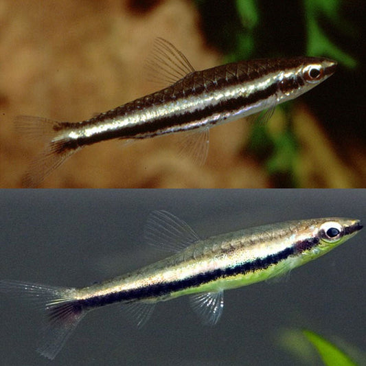 Freshwater Fish | Twin Striped Pencil Fish - Nannostomus digrammus | Cradle Coast Pet & Aquarium