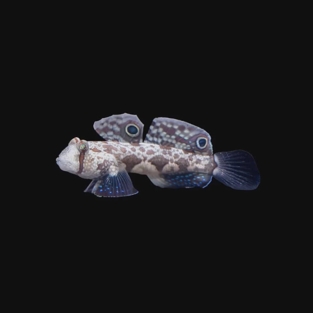 two spot 'signal' goby - signigobius biocellatus - cradle coast pet & aquarium