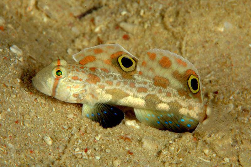 two spot 'signal' goby - signigobius biocellatus - cradle coast pet & aquarium