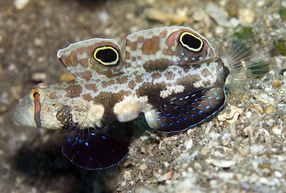 two spot 'signal' goby - signigobius biocellatus - cradle coast pet & aquarium