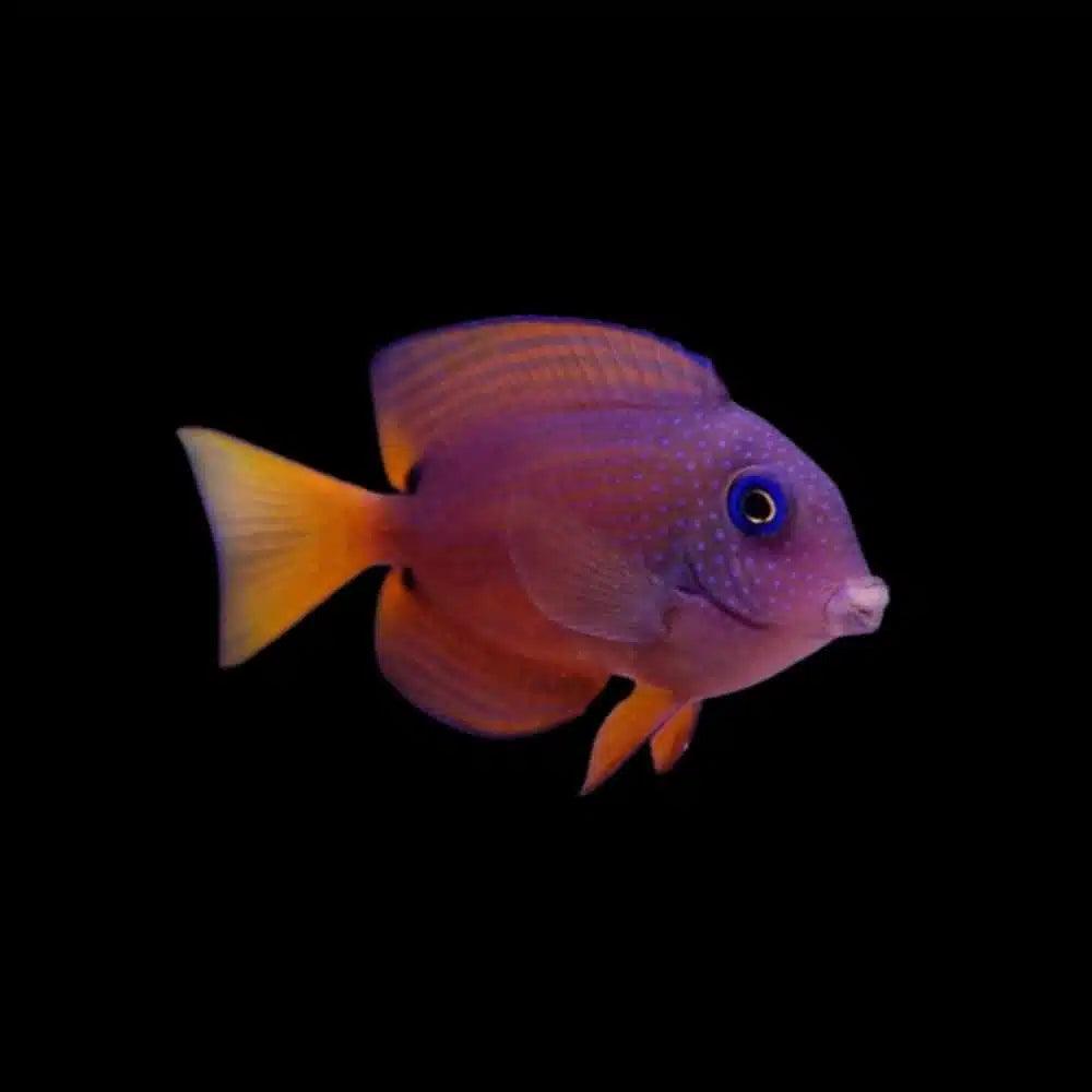 twospot bristletooth tang - ctenochaetus binotatus - cradle coast pet & aquarium