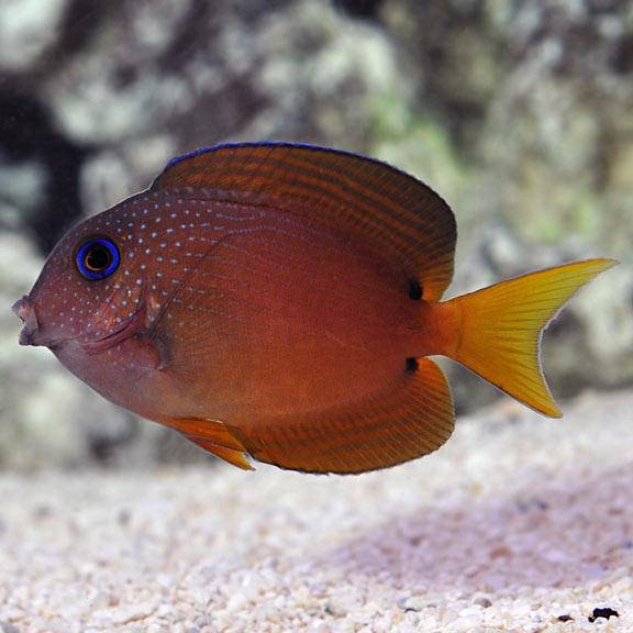 twospot bristletooth tang - ctenochaetus binotatus - cradle coast pet & aquarium