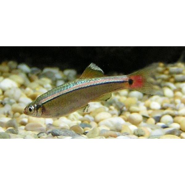 Live Fish|White Cloud Mountain Minnow - Tanichthys albonubes|Cradle Coast Pet & Aquarium