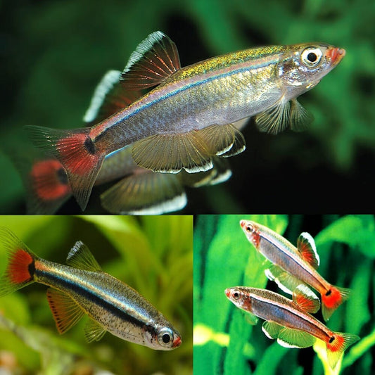 Live Fish|White Cloud Mountain Minnow - Tanichthys albonubes|Cradle Coast Pet & Aquarium