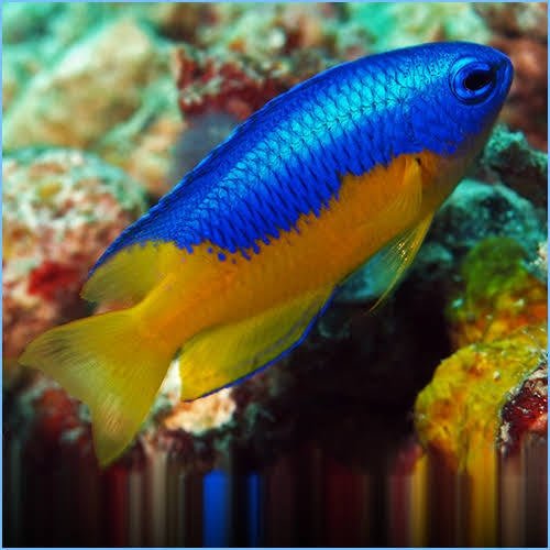 Marine Fish|Yellow Belly Damselfish - Chrysiptera hemicyanea|Cradle Coast Pet & Aquarium