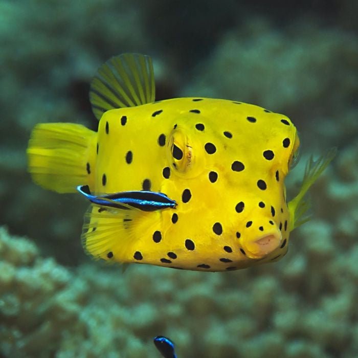 Live Fish|Yellow Boxfish - Ostracion cubicus|Cradle Coast Pet & Aquarium
