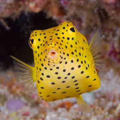 Live Fish|Yellow Boxfish - Ostracion cubicus|Cradle Coast Pet & Aquarium