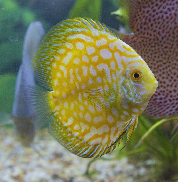 yellow pigeon checkerboard discus - symphosodon sp. - cradle coast pet & aquarium