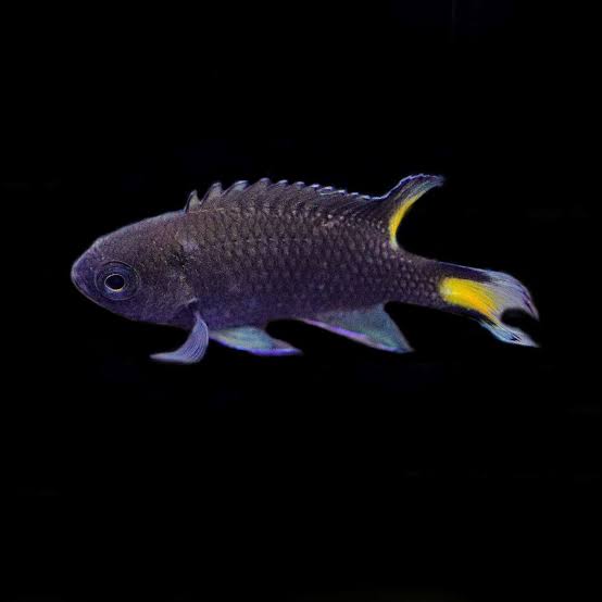 Marine Fish|Yellow Tail Damsel - Neopomacentrus azysron|Cradle Coast Pet & Aquarium