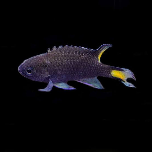 Marine Fish|Yellow Tail Damsel - Neopomacentrus azysron|Cradle Coast Pet & Aquarium