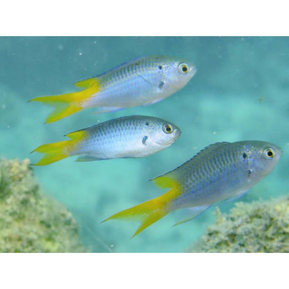 Marine Fish|Yellow Tail Damsel - Neopomacentrus azysron|Cradle Coast Pet & Aquarium