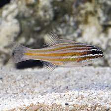 Cardinalfish | Yellowstriped Cardinalfish - Apogon cyanosoma | Cradle Coast Pet & Aquarium