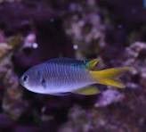 Live Fish|Yellowtail Damselfish - Neopomacentrus nemurus|Cradle Coast Pet & Aquarium