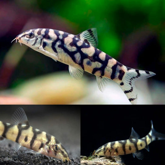 Live Fish|Yo Yo Loach - Botia lohachata|Cradle Coast Pet & Aquarium