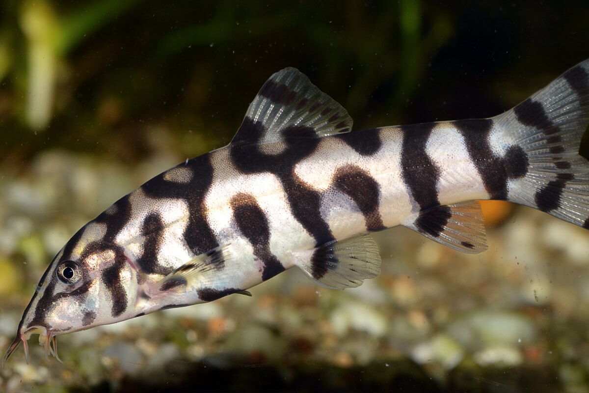 "yo yo" reticulate pakistani loach - botia lohachata