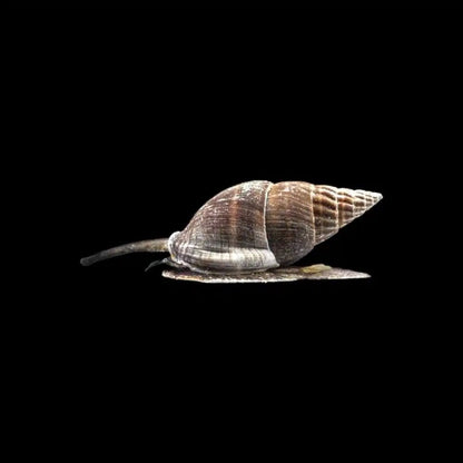 Clean Up Crew|Zombie Snail - Nassarius sp.|Cradle Coast Pet & Aquarium