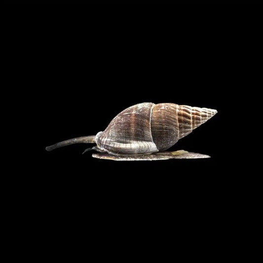 Clean Up Crew|Zombie Snail - Nassarius sp.|Cradle Coast Pet & Aquarium
