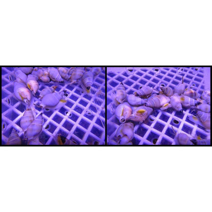 Clean Up Crew|Zombie Snail - Nassarius sp.|Cradle Coast Pet & Aquarium